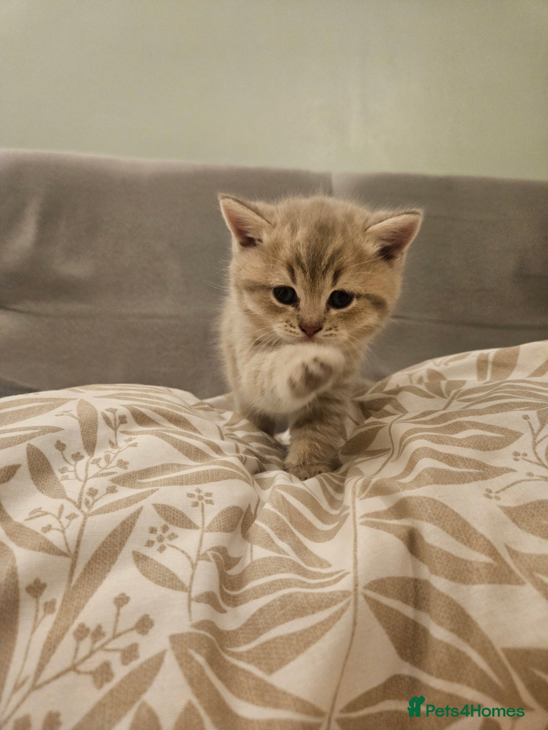 British Shorthair cats for sale: British Shorthair kittens! MALE BACK AVAILABLE!  - Advert 19