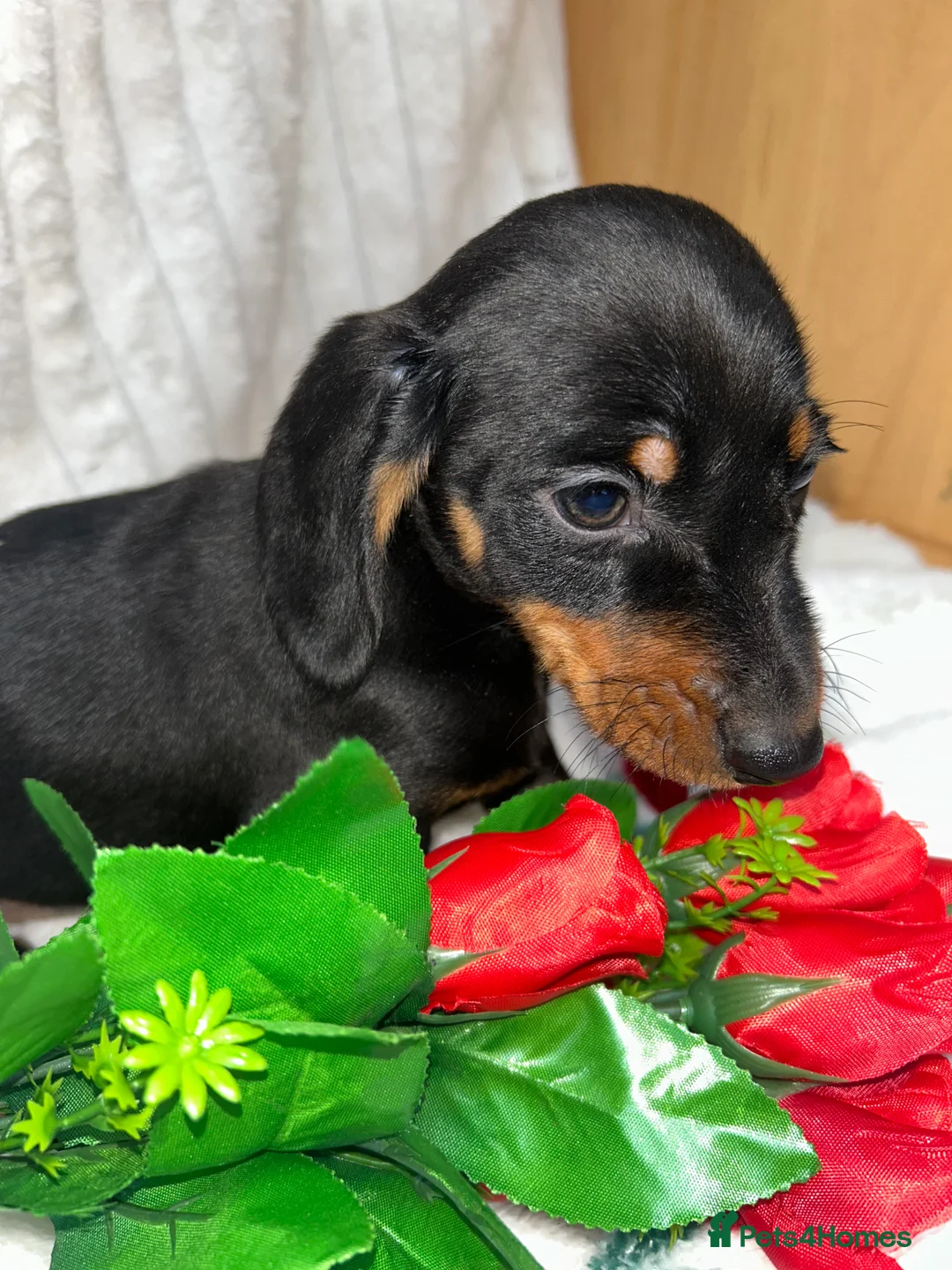Miniature Dachshund dogs for sale: Miniature dachshund  - Advert 19