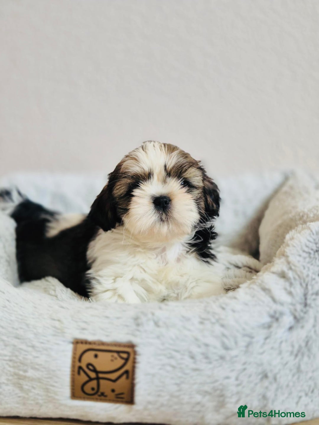 Shih Tzu dogs for sale: Shihtzu  - Image 3