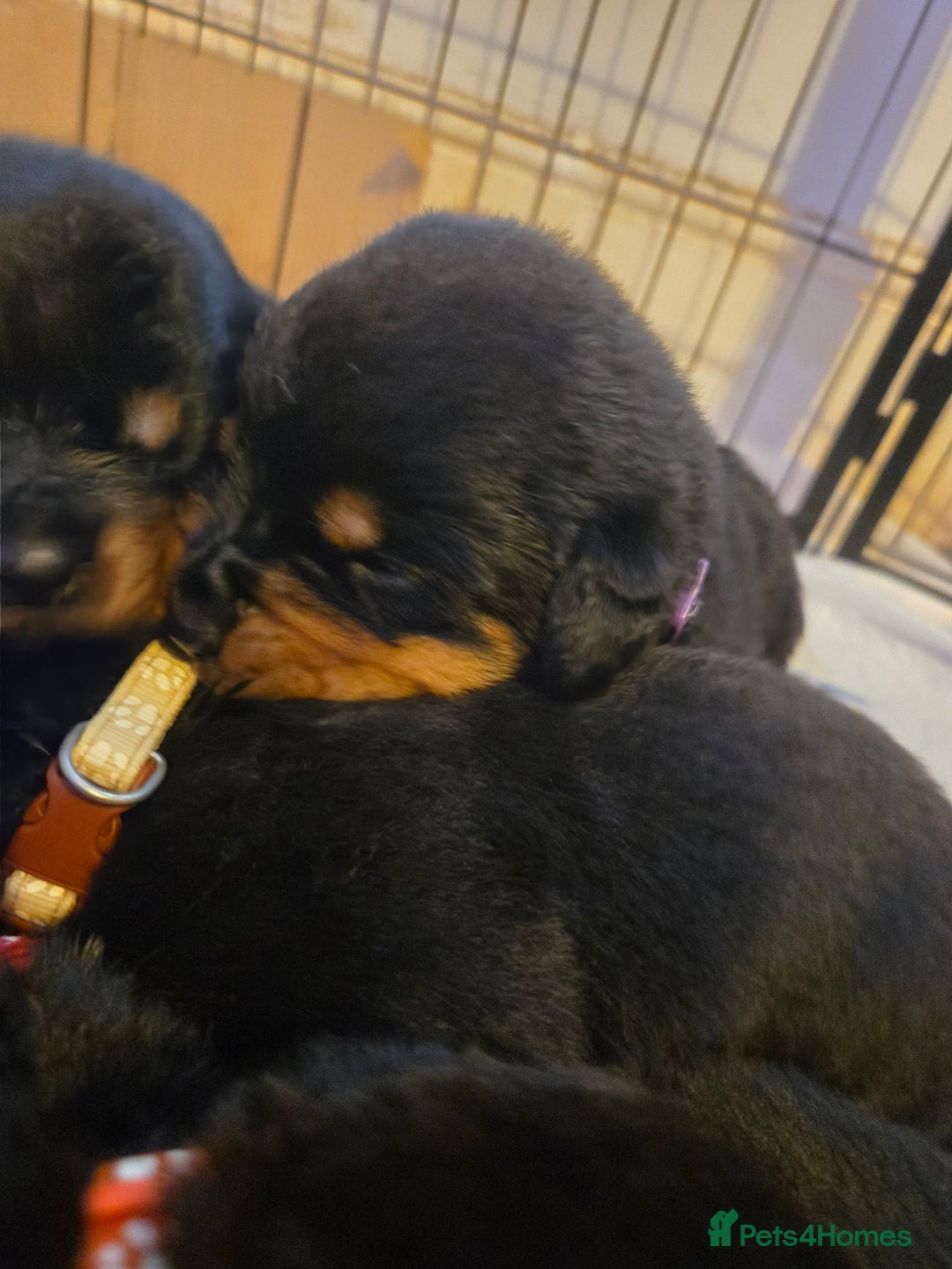 Rottweiler dogs for sale: Rottweiler puppies - Advert 11