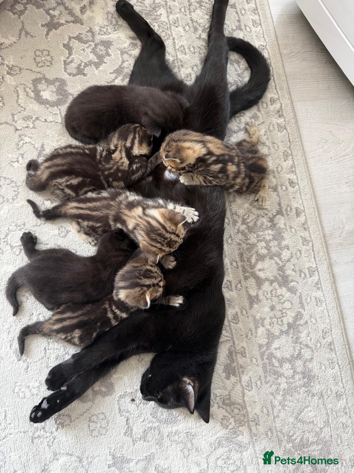 European cats 6 beautiful kittens for sale! - Advert 1