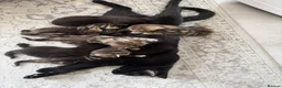 European cats for sale: 6 beautiful kittens for sale! - Advert 1