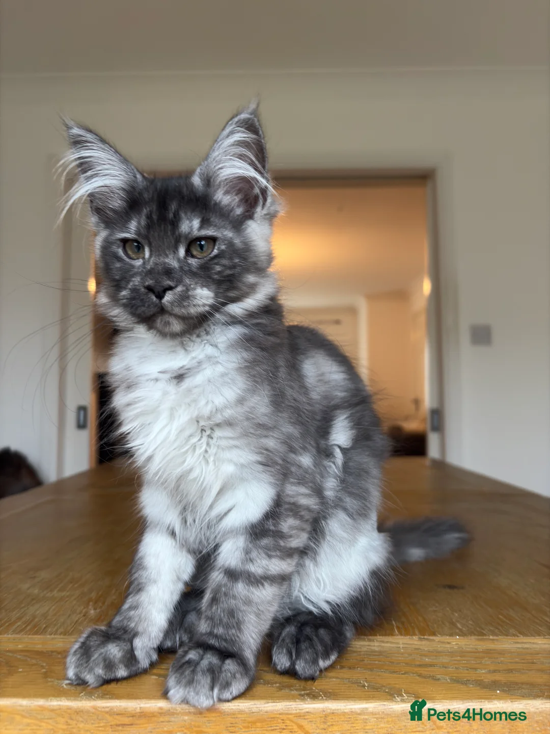 Maine Coon cats for sale: Maine coon kittens - Advert 2