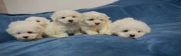 Bichon Frise dogs for sale: 6 Beautiful bichon frise puppies 🐶  in Doncaster - Advert 6