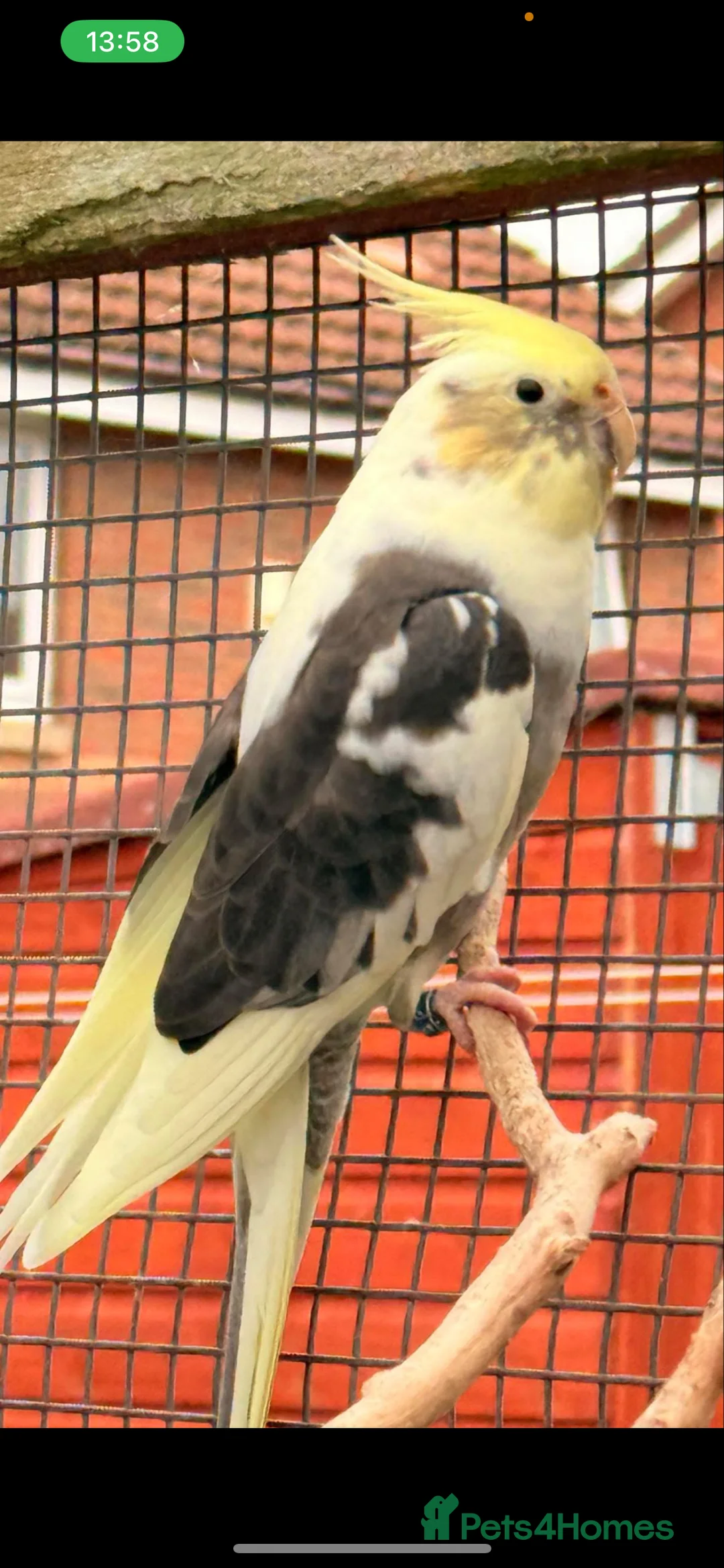Cockatiels birds for sale: Stunning cockatiels  - Advert 4