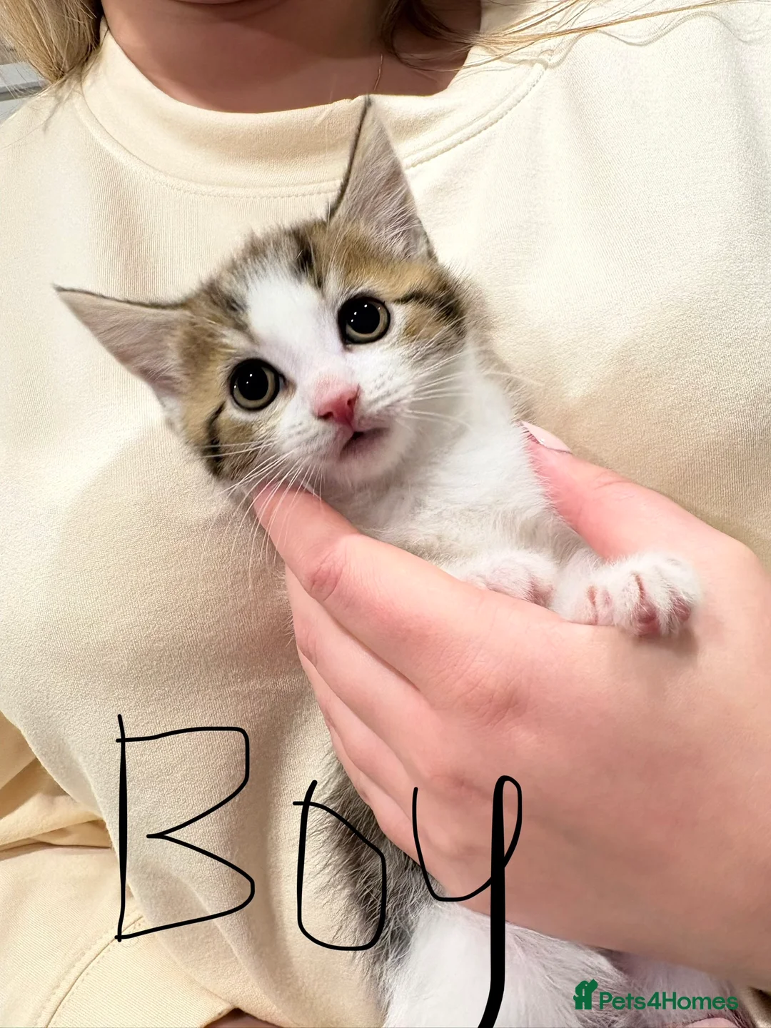 British Shorthair cats for sale: Kittens - Advert 2