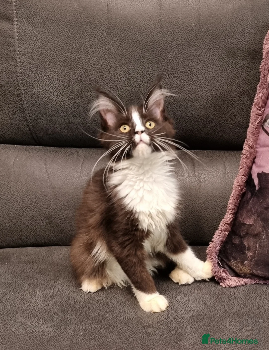 Maine Coon cats for sale: Pedigree GCCF registered Maine Coon Kittens  - Advert 14