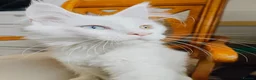 Maine Coon cats for sale: White odd eyes maine coon girl - Advert 12