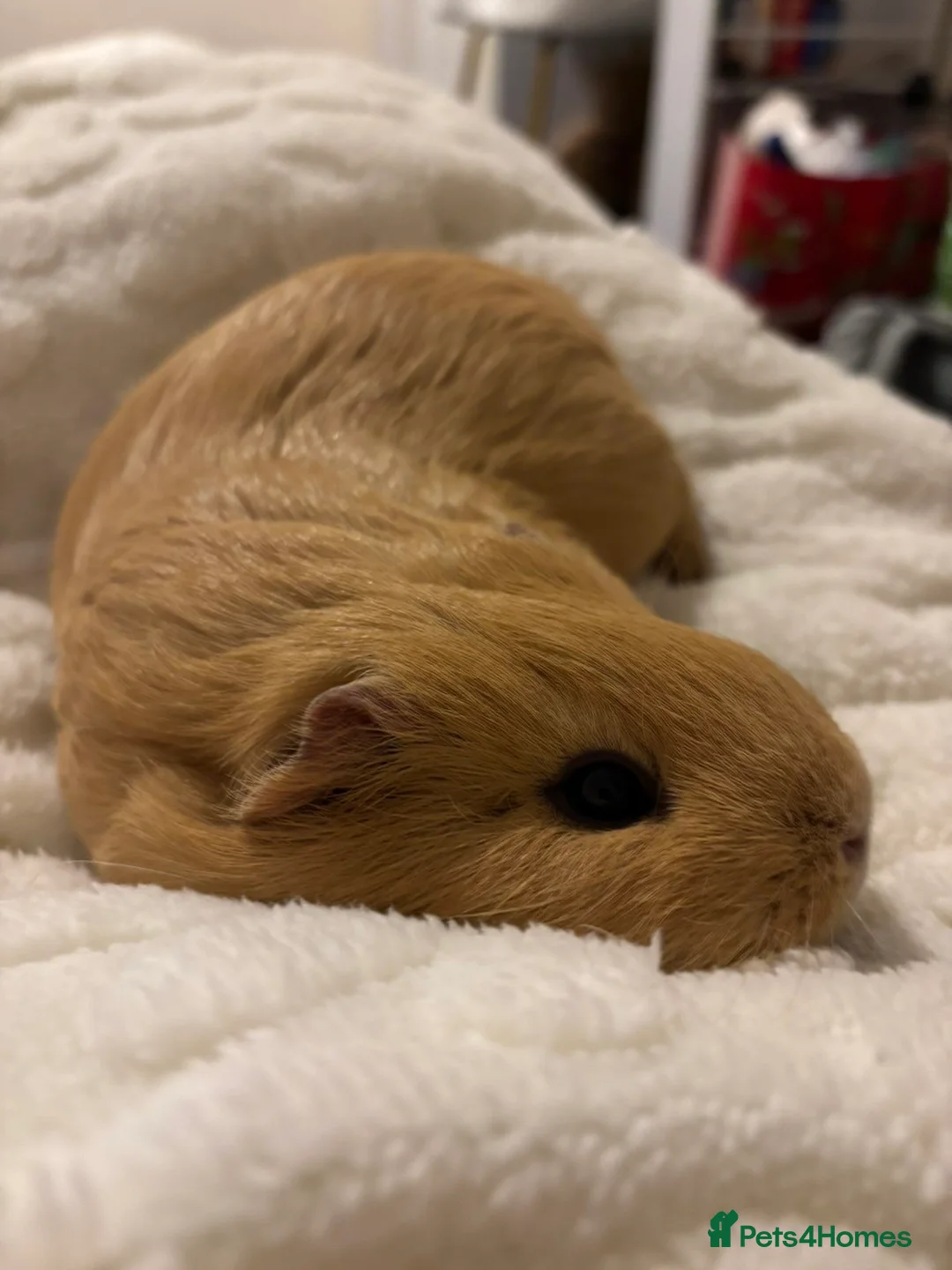 Guinea Pig rodents for sale: FREE 3 Guinea Pigs  in Milford Haven - Advert 2