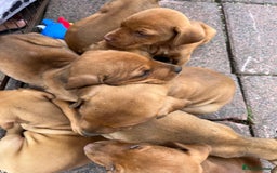 Mixed Breed dogs for sale: Doberman puppies for sale - Image 2