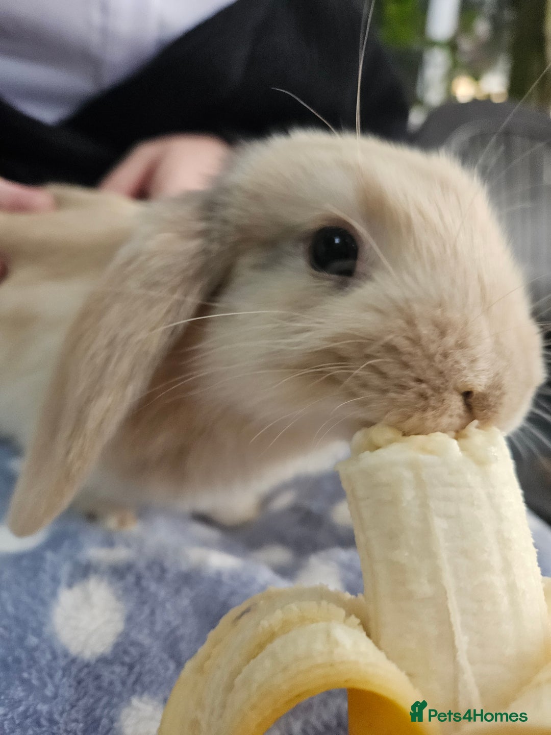 Mini Lop rabbits for sale: 4 gorgeous mini lop boys - Image 8