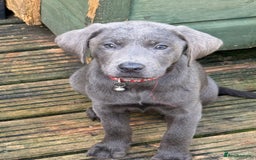 Labrador Retriever dogs for sale: Stunning Labrador puppies for sale  in Lostwithiel - Image 28