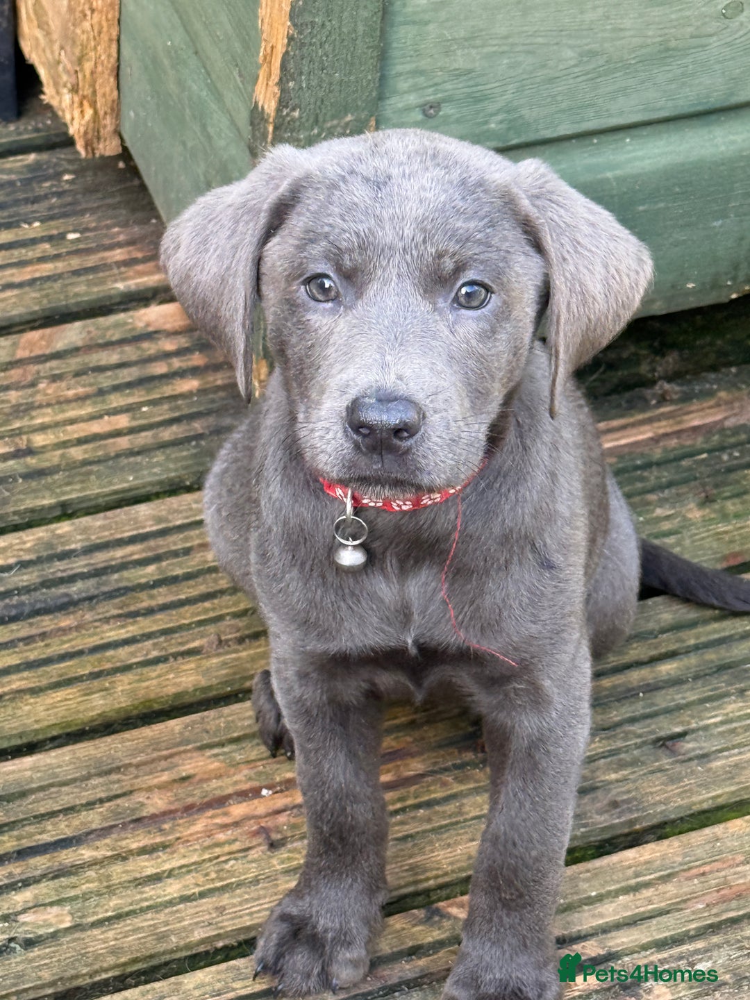 Labrador Retriever dogs for sale: Stunning Labrador puppies for sale  in Lostwithiel - Image 28