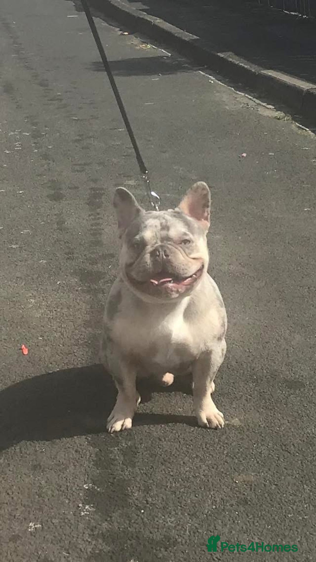 French Bulldog dogs for stud: Lilac and tan Merle new shade maker  - Advert 4