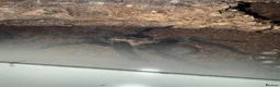 Tarantulas invertebrates for sale: Mature Male Aphonopelma Anax - Advert 1