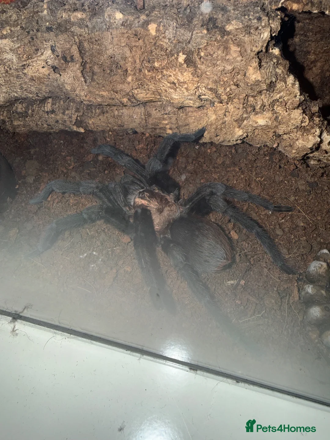 Tarantulas invertebrates for sale: Mature Male Aphonopelma Anax - Advert 1