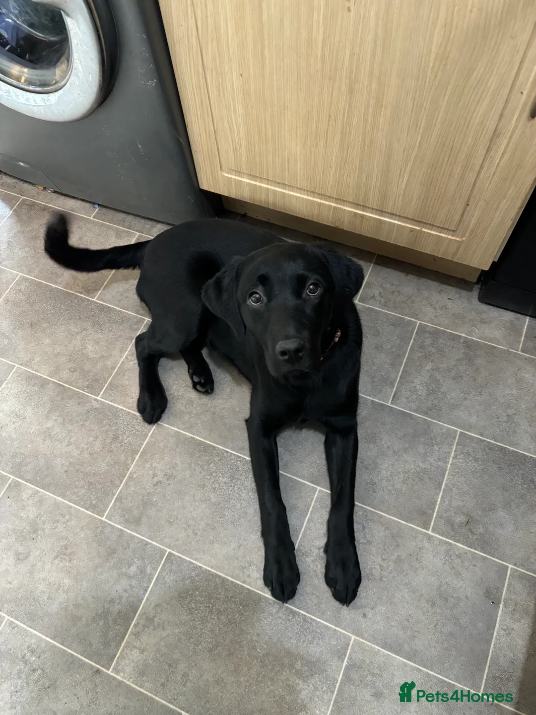 Labrador Retriever dogs for sale: Beautiful black Labrador - 2 years old  - Advert 8