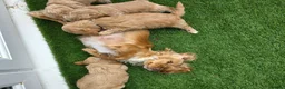 Cockapoo dogs for sale: Beautiful cockerpoo pups in Dorchester - Advert 2