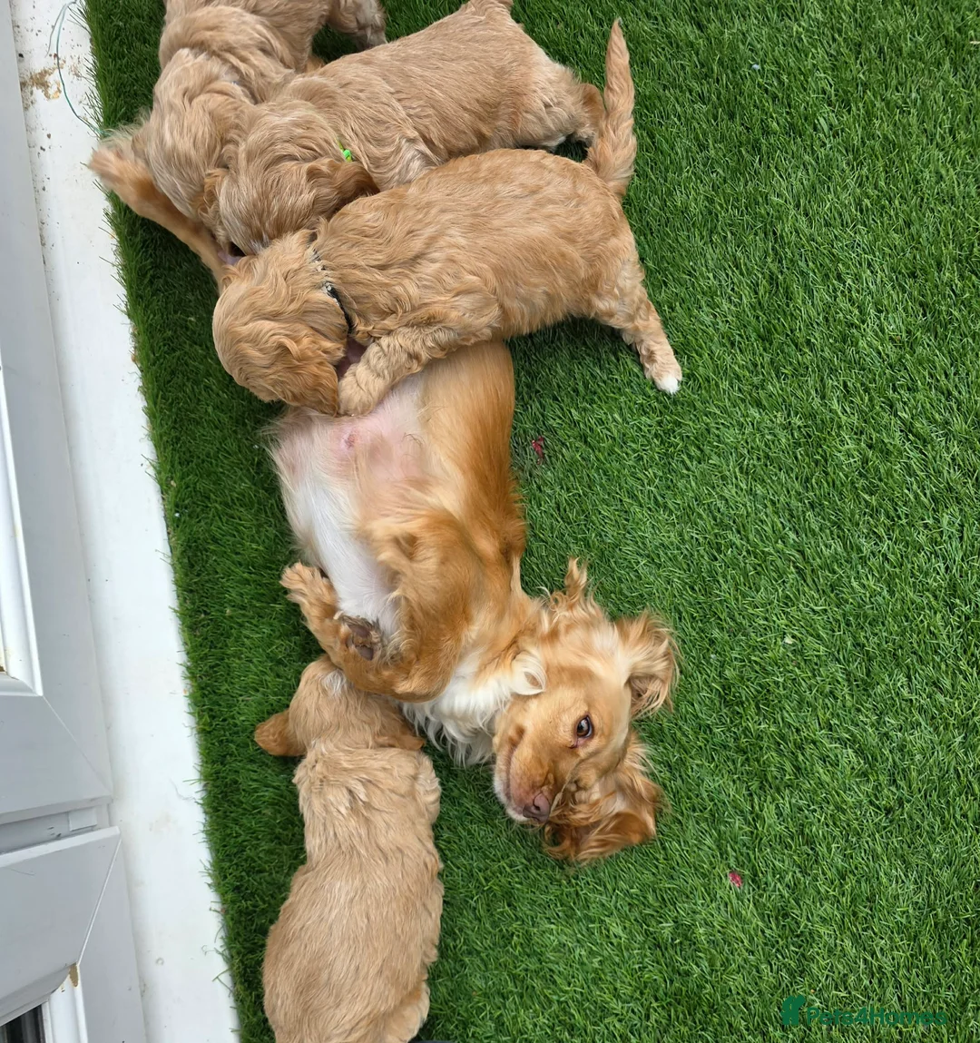 Cockapoo dogs for sale: Beautiful cockerpoo pups in Dorchester - Advert 2