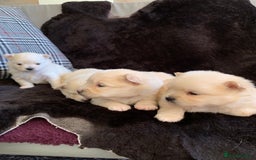 Pomeranian dogs for sale: Pure Pomeranian Puppies - Image 8