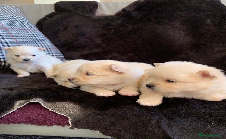 Pomeranian dogs - Advert 1