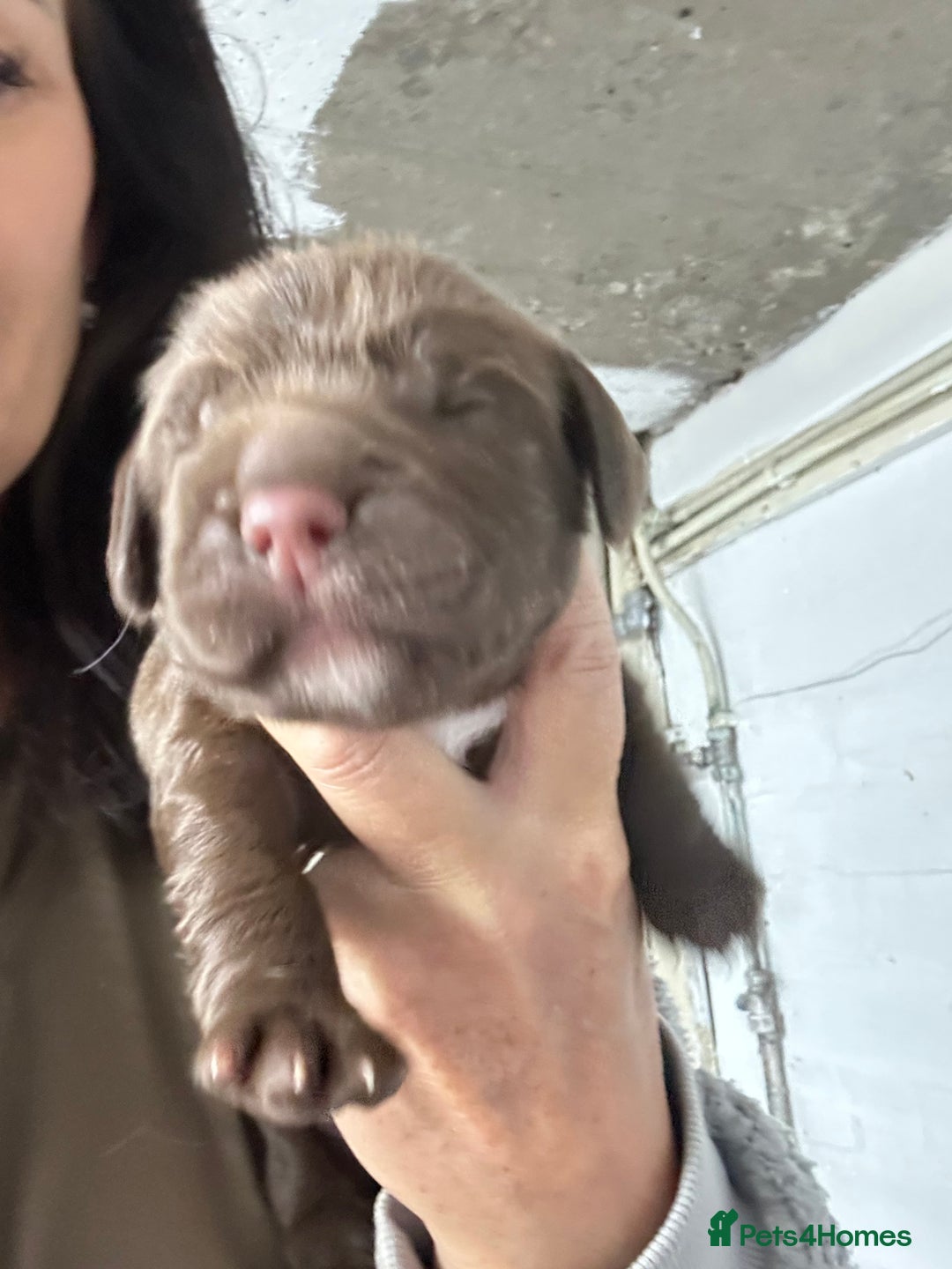 Sprocker dogs for sale: 3 Gorgeous brown sprokers boy puppies  - Image 8