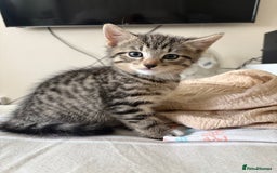 Mixed Breed cats for sale: 2 beautiful babies looking for new homes 💜💙 - Image 7