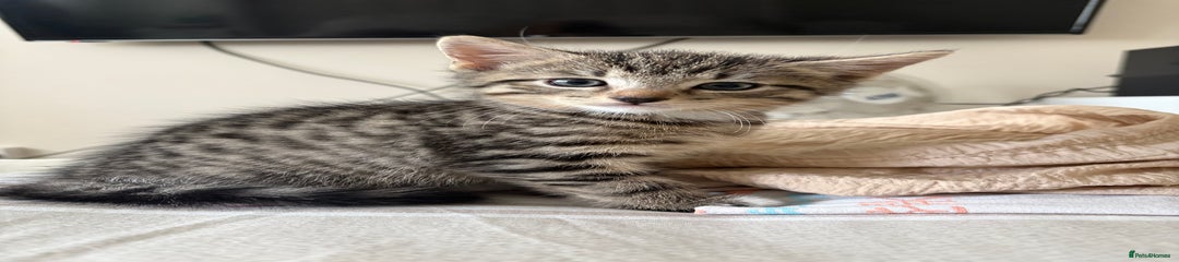 Mixed Breed Kitten 1