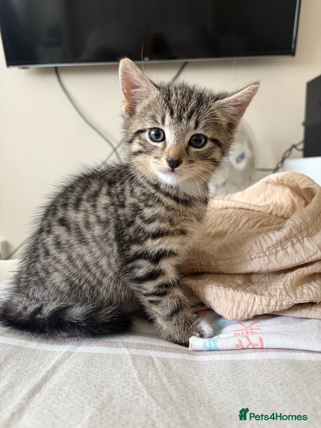 Mixed Breed cats for sale: 2 beautiful babies looking for new homes 💜💙 - Image 7