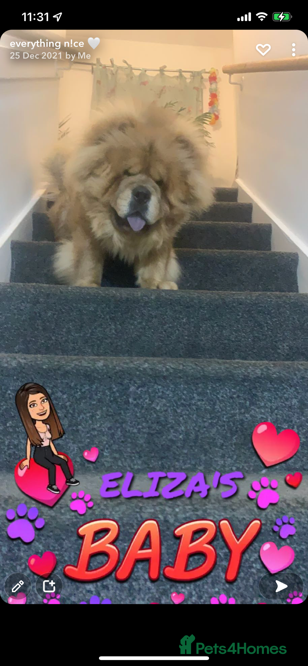 Chow Chow dogs for sale: beautiful chow male - Advert 10