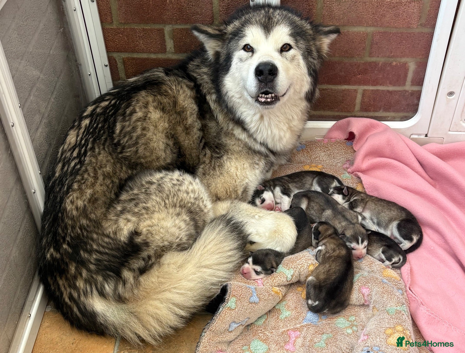 Alaskan Malamute dogs RKC registered litter of 6 beautiful boys - Advert 3