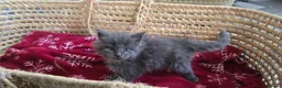 Maine Coon cats for sale: Maine Coon Kitten Reservation  - Advert 7