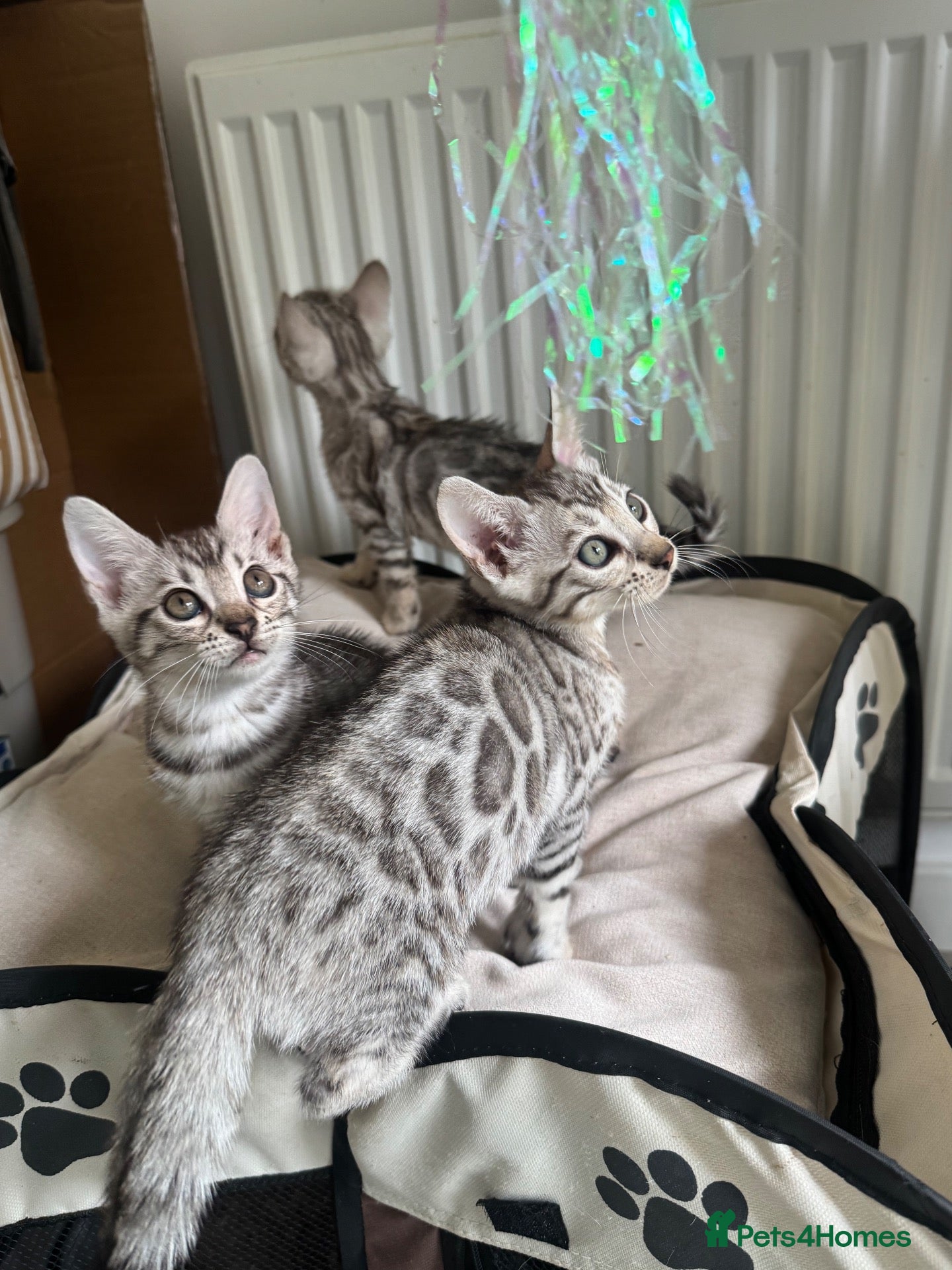 Bengal cats 🩶 Silver pure bengal kittens 🩶 - Advert 9