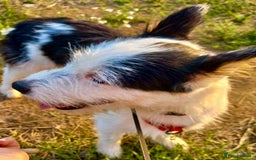 Norwich Terrier dogs for adoption: Alma's Story: The Roadside Miracle - Image 3