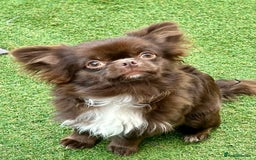 Chihuahua dogs for sale: Stunning KC registered long coat chihuahuas boys - Image 15