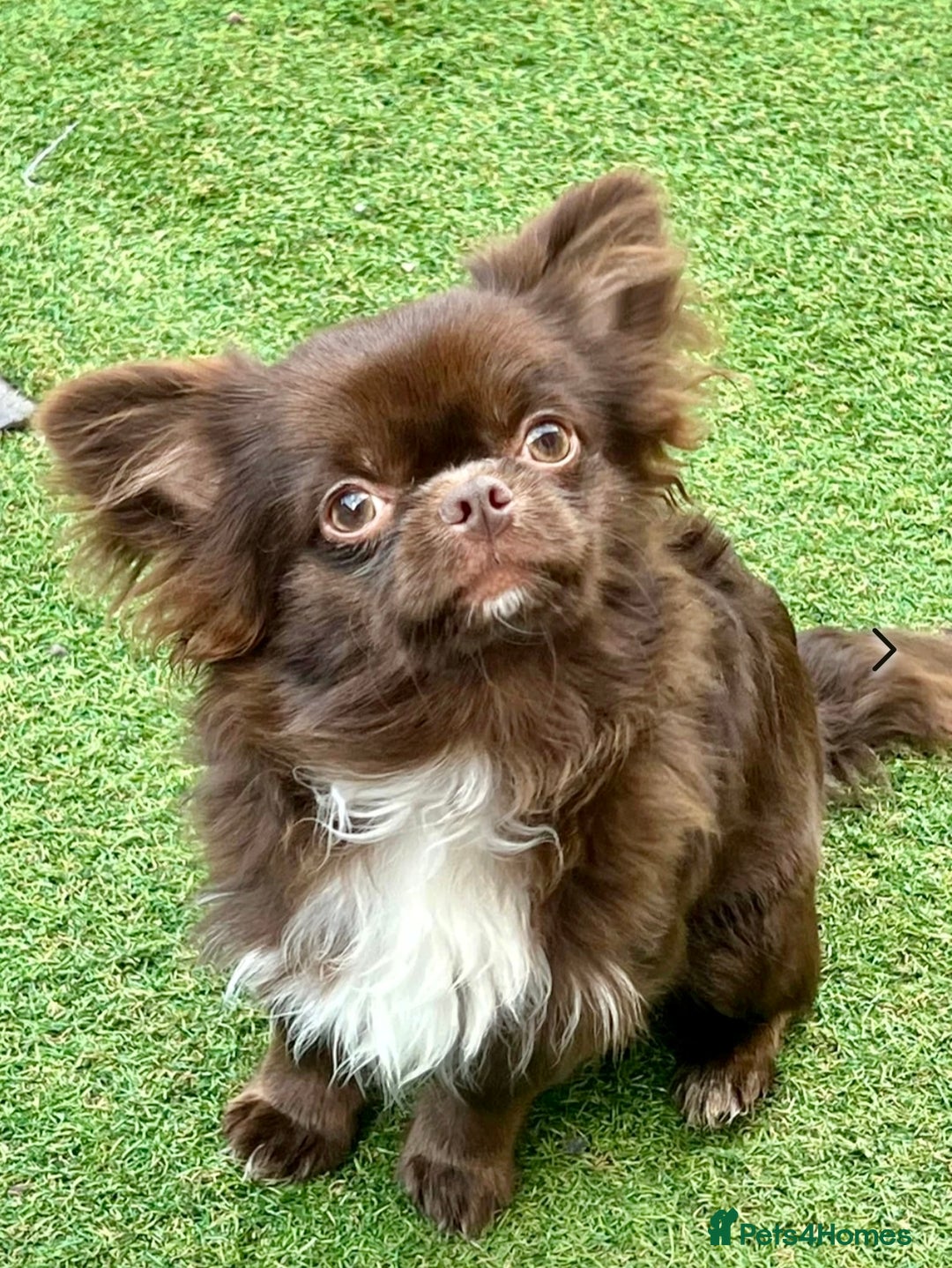 Chihuahua dogs for sale: Stunning KC registered long coat chihuahuas boys - Image 15