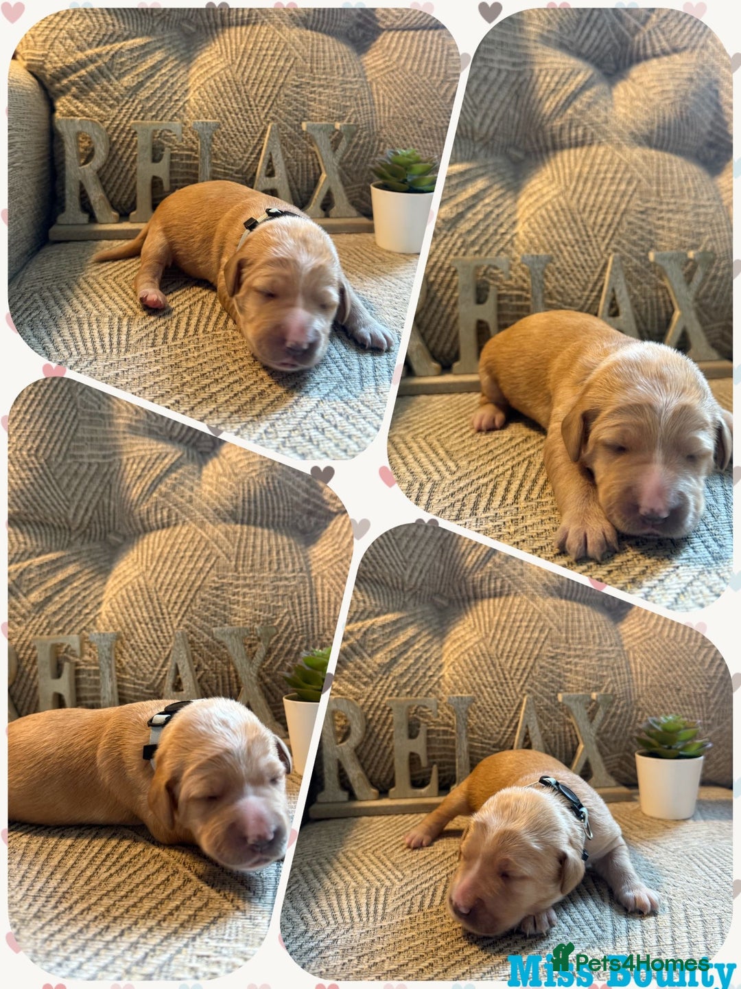 Australian Labradoodle dogs for sale: Australian Labradoodle Puppies F1b - Image 19