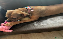 American Bully dogs for sale: Bully bred female 2 year old  - Image 4