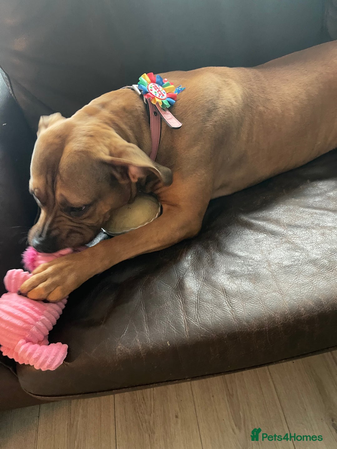 American Bully dogs for sale: Bully bred female 2 year old  - Image 4