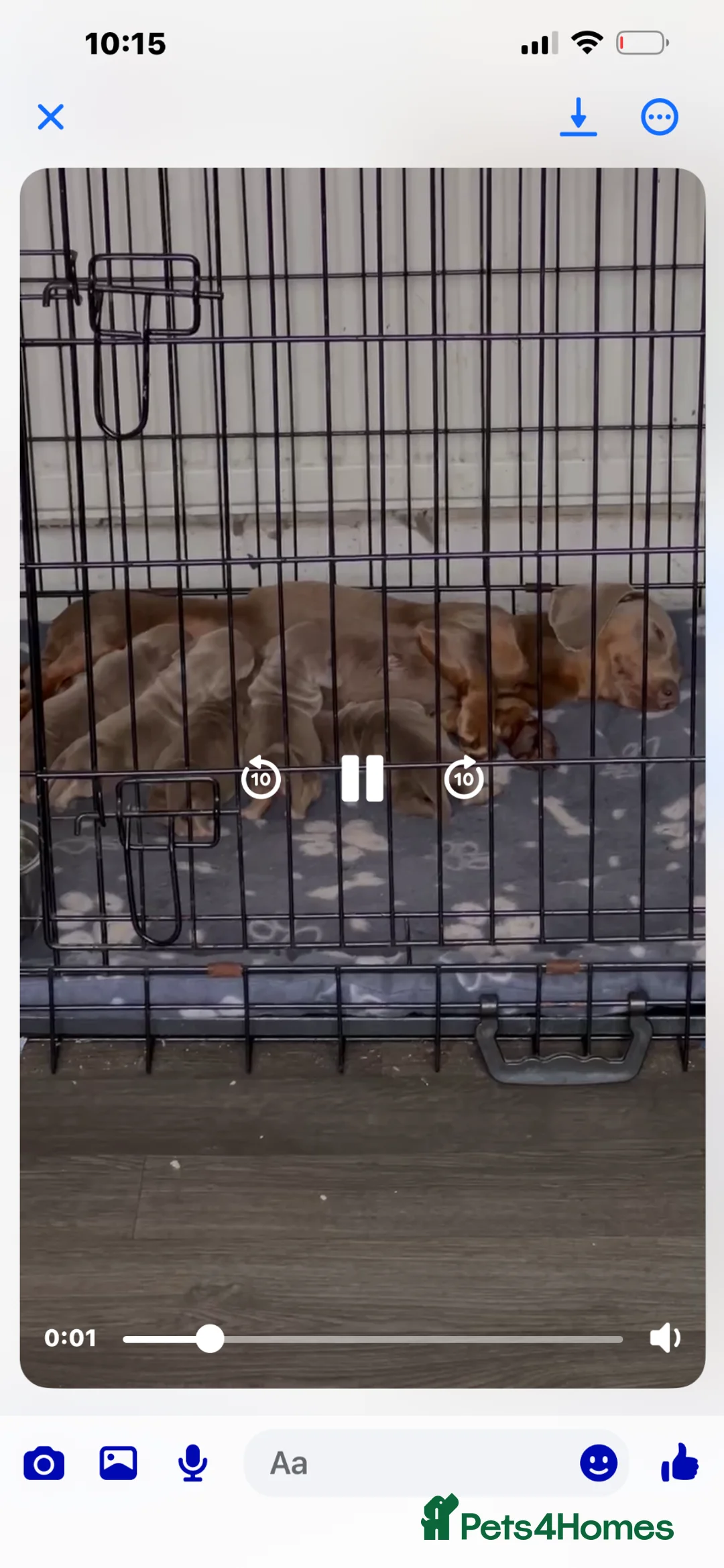 Miniature Dachshund dogs for sale: Miniature dachshund  - Advert 14