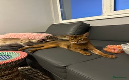 Abyssinian cats for stud: Champion line Aby boy for stud in Romford - Image 15