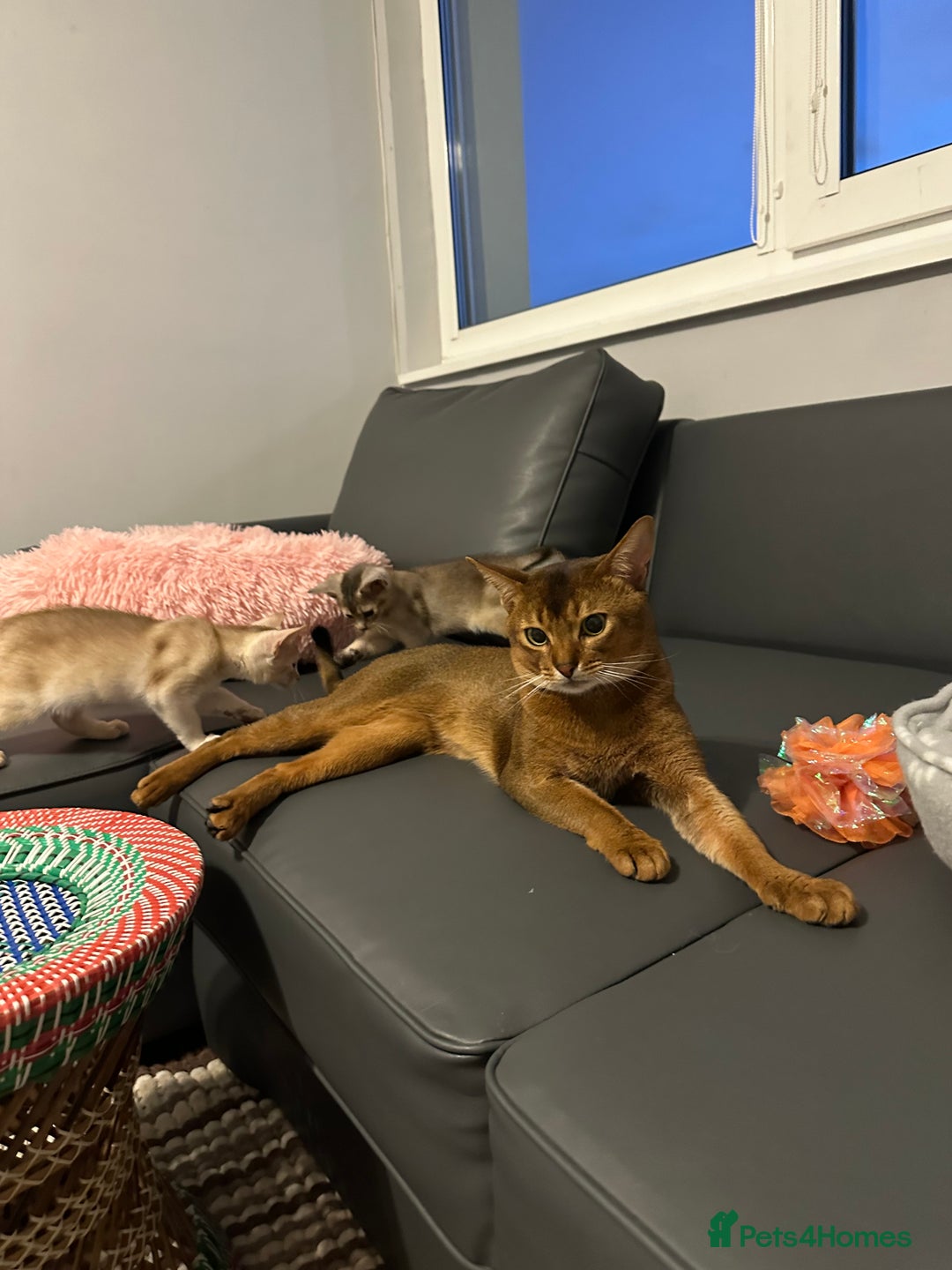 Abyssinian cats for stud: Champion line Aby boy for stud in Romford - Image 15