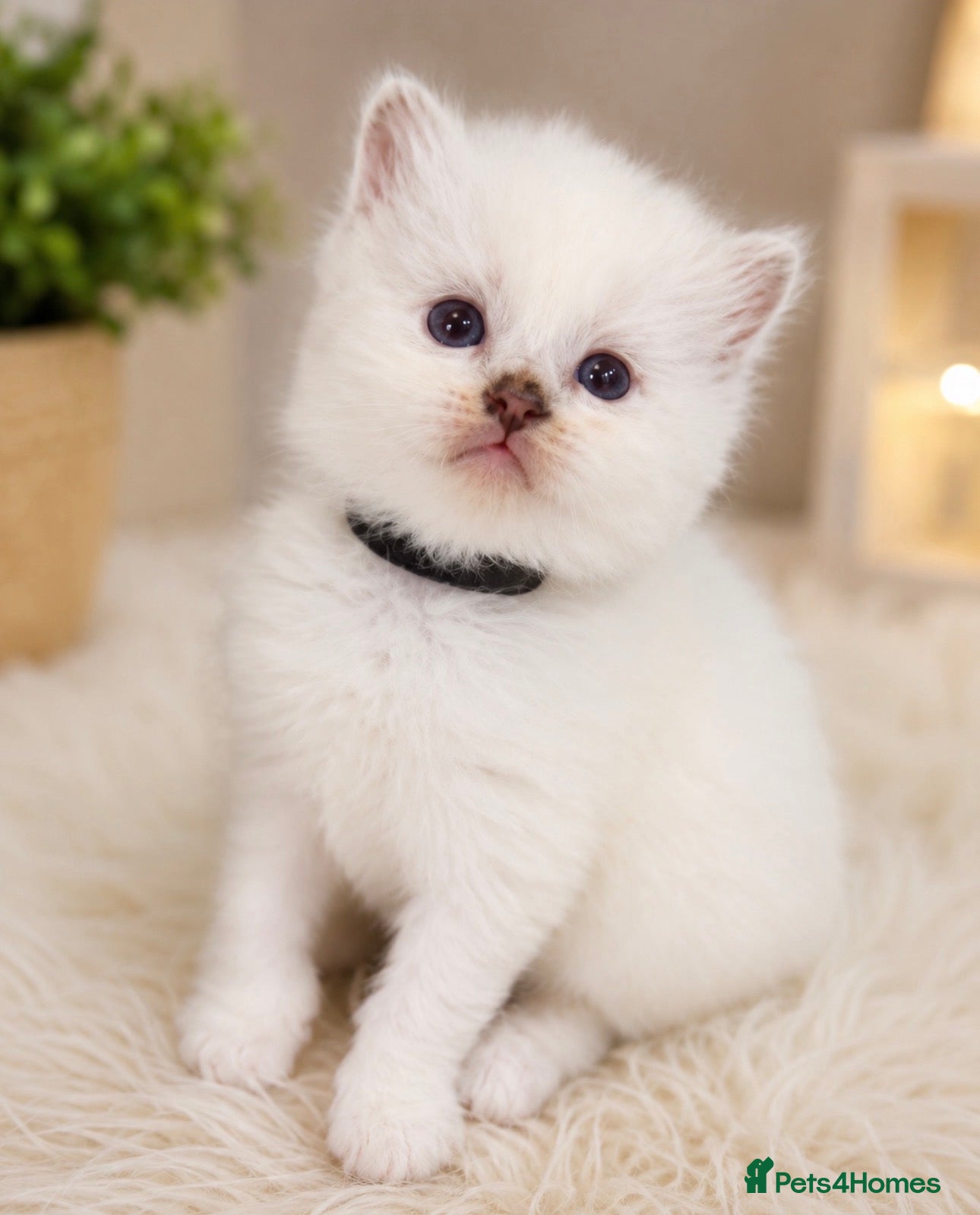 Ragdoll cats Ragdoll kittens champion breed GCCF show quality  - Advert 1