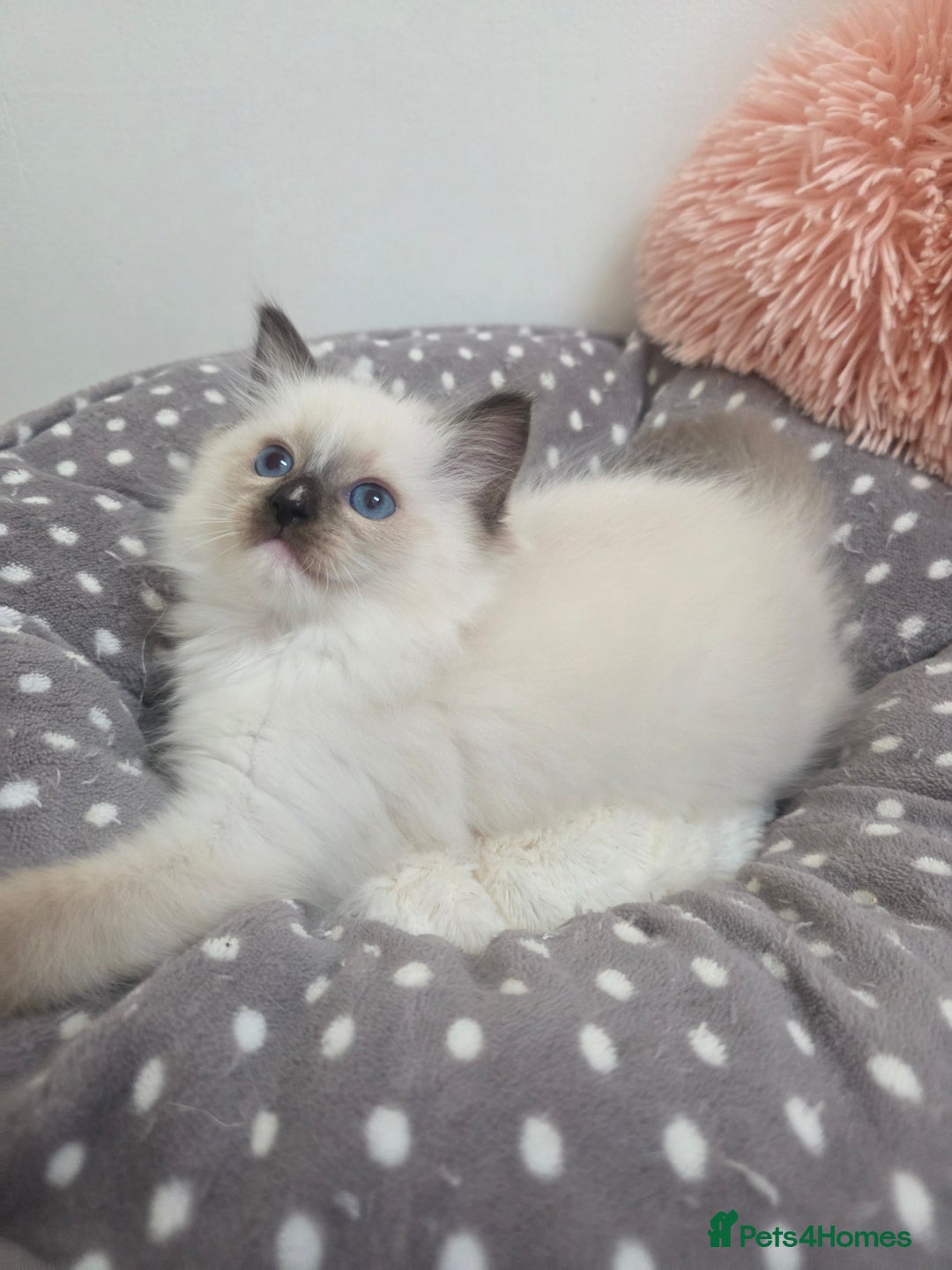 Ragdoll cats for sale: Beautiful GCCF Registered kittens - Advert 21