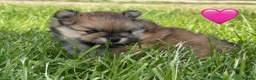 Pomeranian dogs for sale: Orange sable teddy bear type Pomeranians  - Advert 8