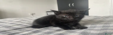 Mixed Breed Kitten 4