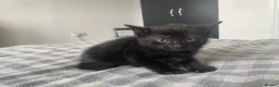 Mixed Breed cats for sale: kittens  in Witham - Advert 6
