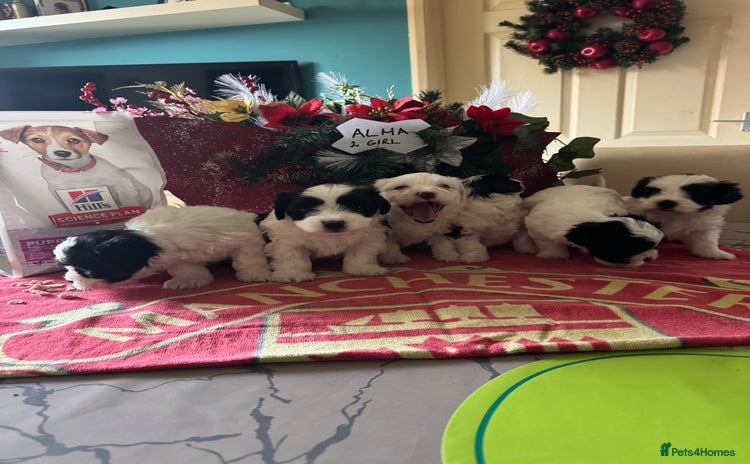 Bichon Frise dogs - Advert 12