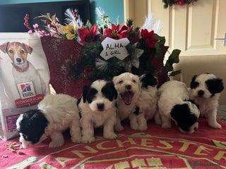 Bichon Frise dogs for sale - Advert 1