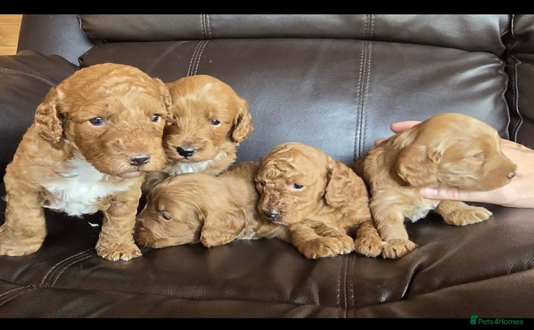 Cockapoo dogs - Advert 3